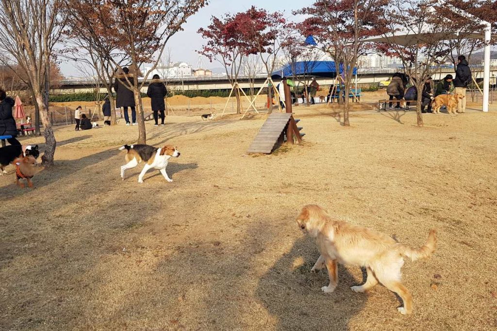 경기도 용인 기흥호수의 반려견 놀이터 잔디밭에서 목줄 없이 뛰노는 개들과 멀리 서 있는 보호자들