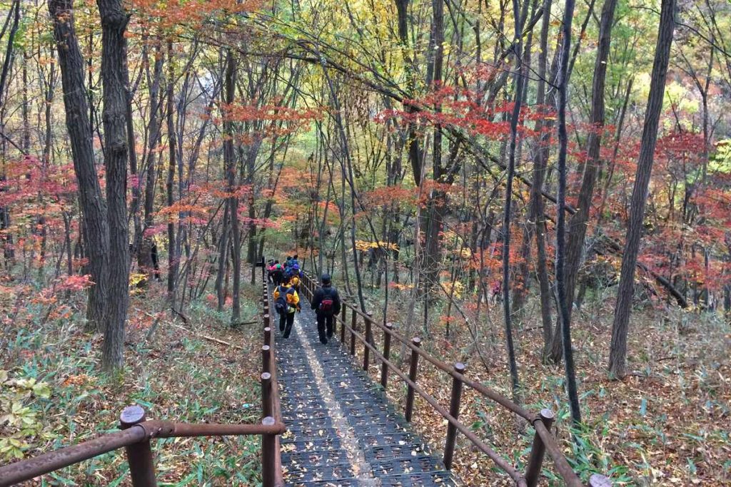 단풍이 든 숲 사이 나무 계단 탐방로를 내려가는 등산객들 (치악산)